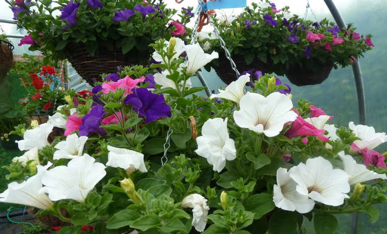 Hanging baskets flowers