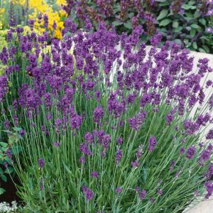 Lavender Munstead Strain Flower Seeds